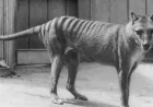 Tasmanian tiger de-extinction research advances