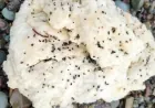 Mysterious white blobs washing up on Canadian beaches stump experts