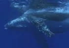 Protecting whales from ship strikes