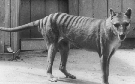Tasmanian tiger de-extinction research advances