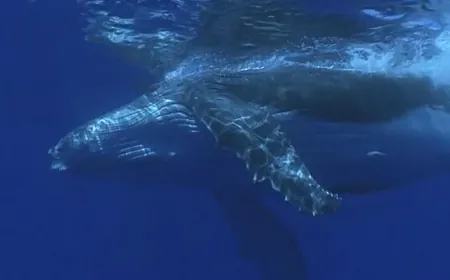 Protecting whales from ship strikes